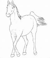 Horse Coloring Pages Head Quarter Pro Printable Getcolorings Getdrawings sketch template