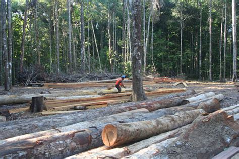 chineseindian logging companies dispute media reports inews guyana