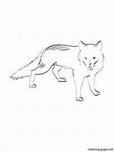Coloring Antarctica Fox Arctic Pages Foxes Polar Tundra Color Colouring Getcolorings Getdrawings Visit Printable sketch template