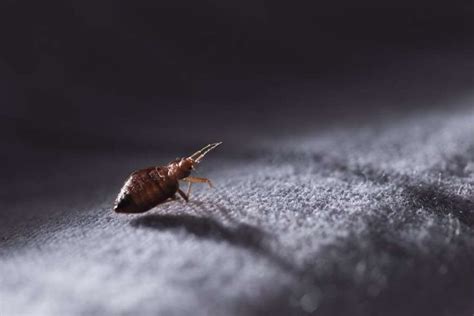 This City Has The Worst Bed Bug Infestation In America