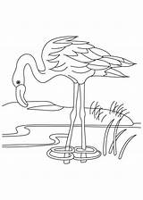 Flamingo Coloringhome sketch template