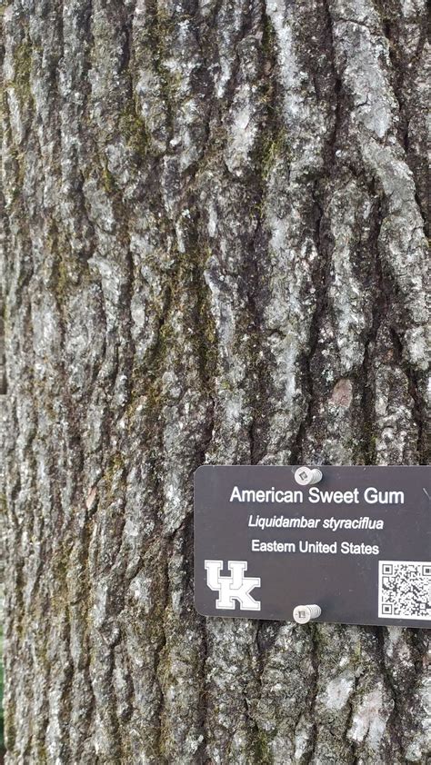 american sweet gum tree  label    tree   label   trees   campus