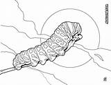 Chenille Caterpillar Coloriage Oruga Insectos Orugas Beetle Hellokids Insect Colorier Insectes Sheets Tête sketch template