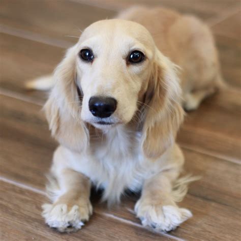 blonde long haired mini dachshund  sale lsanpiero