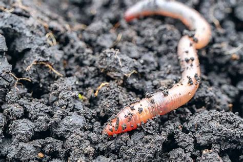 22 Things Worms Like To Eat Most Diet Care And Feeding Tips
