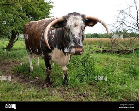 english longhorn   res stock photography  images alamy