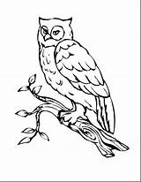 Owl Coloring Pages Printable Template Horned Great Bird Kids Drawing Branch Outline Print Barn Birds Realistic Preschool Book Owls Templates sketch template