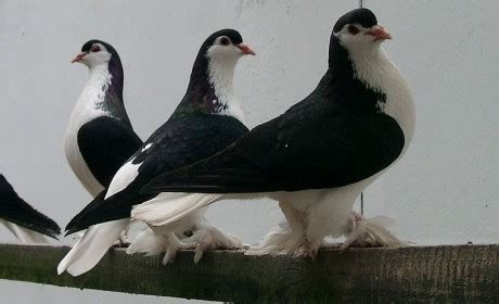 happypetsmarakkara siras pigeon