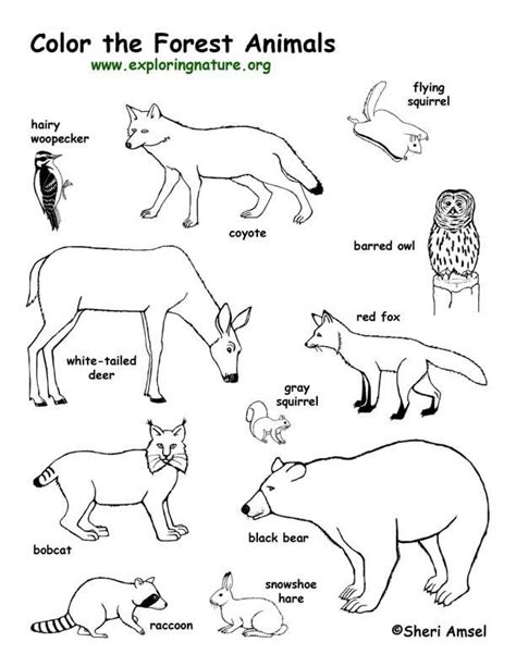 forest animals coloring page exploring nature educational resource