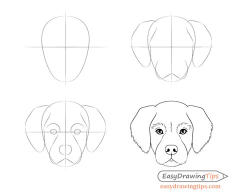 dog head front view drawing step  step easydrawingtips