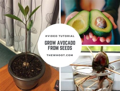 How To Grow Avocados From Seed The Fastest Way The Whoot Avocado