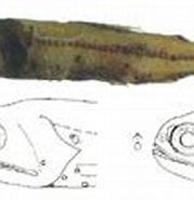 Afbeeldingsresultaten voor "diaphus Dumerilii". Grootte: 179 x 108. Bron: www.fishbase.se