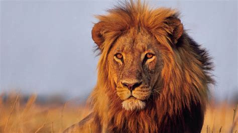 sfondi animali leone natura grandi gatti barba ruggito safari