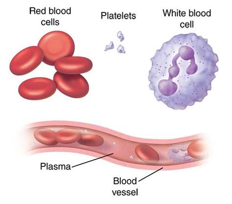 pictures  blood cells