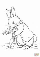 Kaninchen Ausmalbilder Niedliches Stealing Carrots sketch template