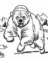 Coloring Grizzly Urso Pardo Sketch Bears Malvorlagen Getcolorings Lion Ausmalen Bär Colorironline Ursos Tiger Panda Designlooter Clipartmag Aggressive sketch template