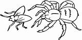 Insectos Spinne Spiders Faciles Anansi Colorir Ragno Aranhas Insecto Coloringhome sketch template