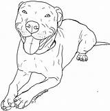 Pitbull Coloring Drawing Pages Dog Drawings Pitbulls Color Puppy Nose Red Pit Bull Printable Clipart Cartoon Easy Print Sketches Puppies sketch template