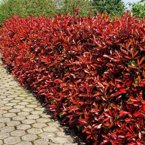 50 photinia red robin hedging plants 20 30cm bushy evergreen hedge shrubs ebay