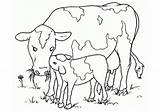 Vaca Comiendo Vacas Cría Cria Todoparacolorear sketch template
