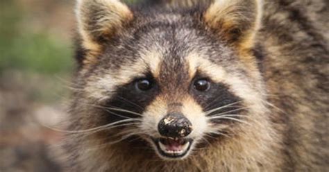 rabid raccoon attack  escambia county leads  warning