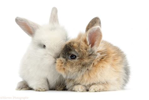 cute baby bunnies kissing photo wp