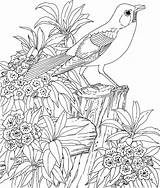 Coloring Pages Adult Adults Printable Print Colouring Book Color Sheets Flower Books Flowers Educational Printables Gif Sheet sketch template