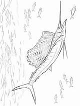 Zwaardvis Swordfish Ausmalbilder Schwertfisch Malvorlage Stemmen Stimmen sketch template