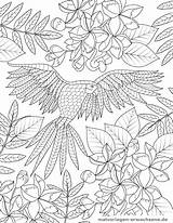 Papagei Malvorlage Malvorlagen Erwachsene Tiere Einhorn öffnen sketch template
