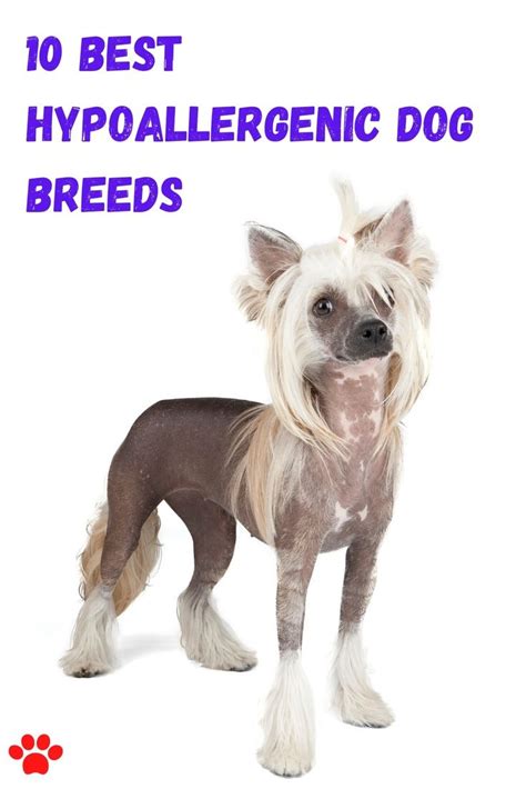 hypoallergenic dog breeds   hypoallergenic dog breed dog