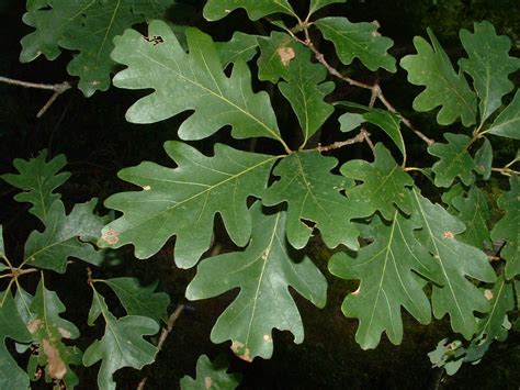 white oak tree facts   white oak tree growing conditions dummer garden manage