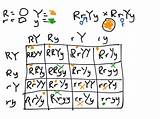 Dihybrid Punnett Genetics sketch template