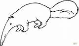 Anteater Coloring Pages Drawing Clipart Printable Color Supercoloring Paper Categories sketch template