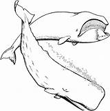 Baleine Shark Wal Ausmalen Colorier Whales Playmobil Laguerche Kinderbilder Kunjungi Unicorns sketch template