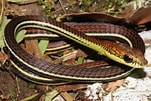 Afbeeldingsresultaten voor Dendrelaphis caudolineatus. Grootte: 151 x 101. Bron: www.flickr.com