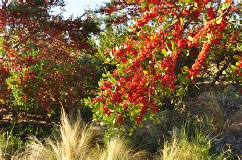 Yaupon Holly Full Of Fruit In The Fall Dallas Garden Buzz