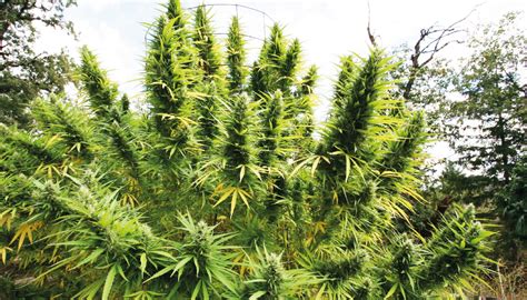 top 10 outdoor cannabis strains for 2021 growdiaries