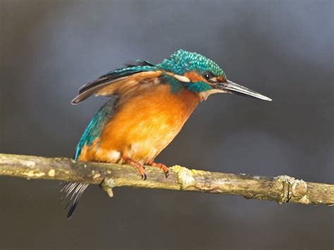 martins sussex birding blog arundel wwt kingfisher