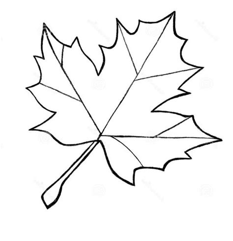 maple leaf sketch coloring page kids play color