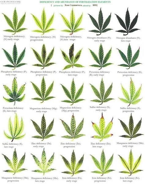 les  meilleures images du tableau weed sur pinterest cannabis