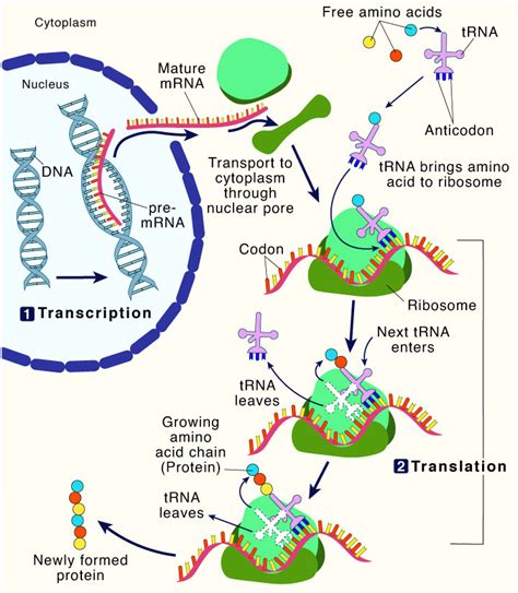 process  protein synthesis