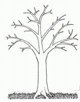 Tree Coloring Printable Pages Bare Mormon Preschool Leaf Source sketch template