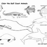 Animals Gulf Coast Coloring Groups Category sketch template