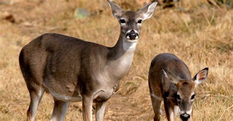 doe harvest recommended this season in high density areas of texas