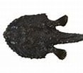 Afbeeldingsresultaten voor Dibranchus atlanticus Geslacht. Grootte: 117 x 93. Bron: fishesofaustralia.net.au