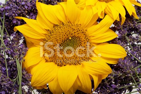 sunflowers  lavender stock photo royalty  freeimages