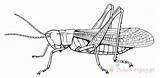 Grasshopper Heuschrecke Polny Konik Kolorowanki Dzieci 3r Trimestre Insects Wydruku Saltamontes Vorhanden Auflösung Höhere sketch template