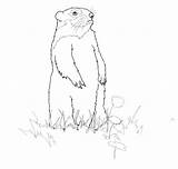 Groundhog Americane Marmotte sketch template