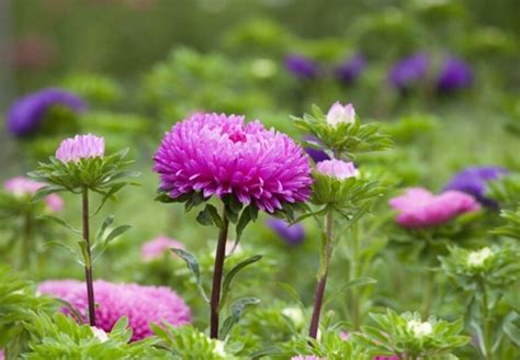 in pictures sarah raven visits a mands cut flower trial