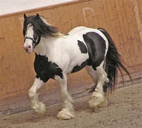 pinto type  horse britannicacom
